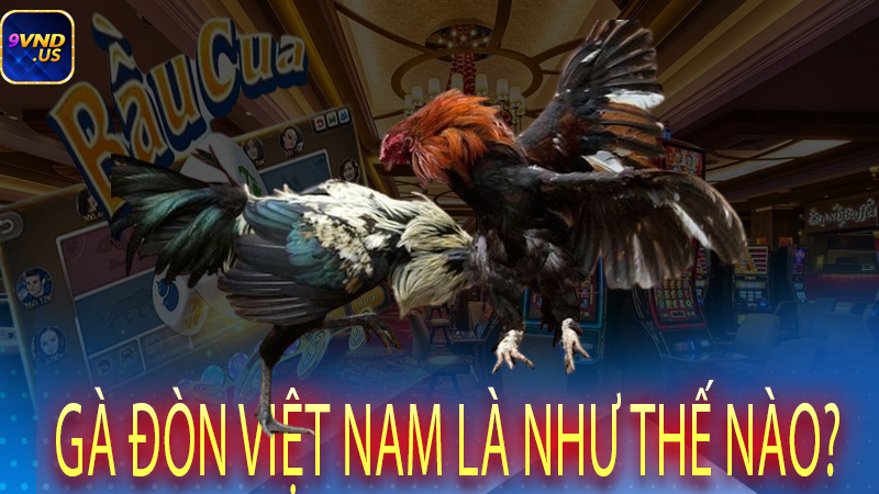 Gà đòn Việt Nam là như thế nào?