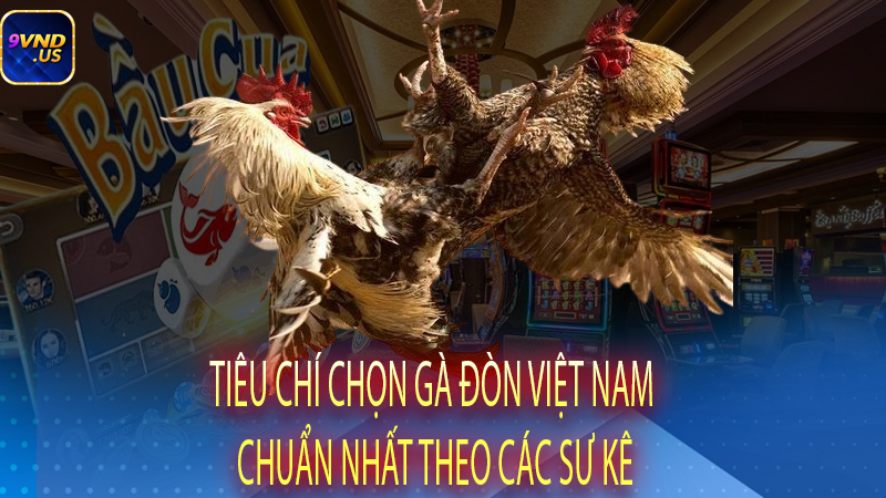 Tiêu chí chọn gà đòn Việt Nam chuẩn nhất theo các sư kê